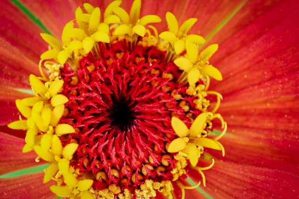Çiçeğin Merkezinin Erkeklik Organlarıyla Polenleriyle Makro Fotoğraf Üst Görüntüsü Taç — Stok fotoğraf