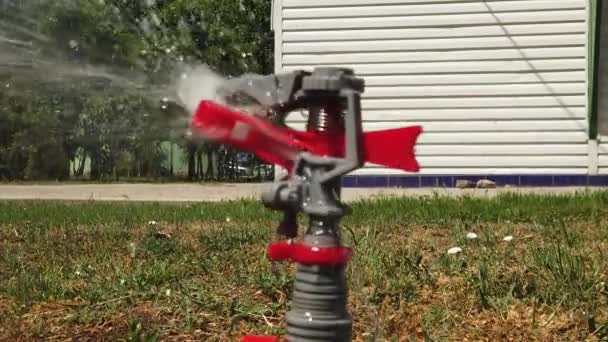 Defocused water sprinkler is working and three birds flying over on background, slow motion — Stok Video