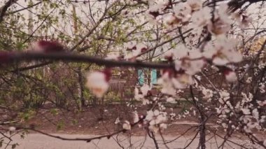 Çiçek açmış kiraz. Rusya 'da kırsal ahşap kulübenin önünde kiraz ağaçları açıyor..