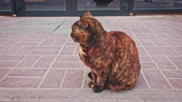 Gato tartaruga senta-se no pavimento em solidão. — Vídeo de Stock