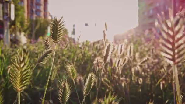 Kamera porusza się wśród trawy z zielonymi kolcami na wierzchu łodyg, podświetlone — Wideo stockowe