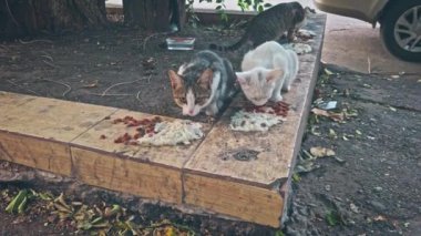 Evsiz kedi, iyi bir ruhun getirdiği kirli cipsleri yiyor.