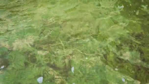 Zelená voda ve starém rybníku — Stock video