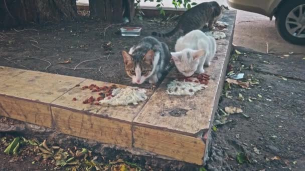 无家可归的小猫吃着被某个善良的灵魂烧坏了的脏东西 — 图库视频影像