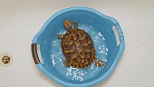 Red-eared pet turtle is trying to escape from plastic basin top view — Stock Video