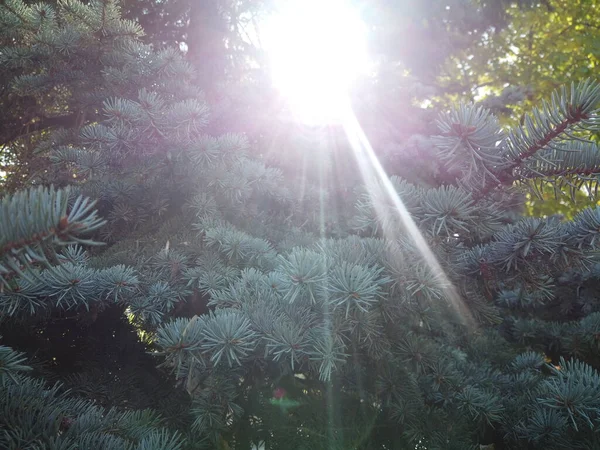 Branches de pin bleu avec soleil brillant à travers — Photo