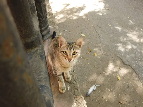 Одичалая кошка смотрит вверх — стоковое фото