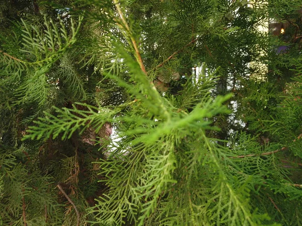 新鮮なモミの木の枝が近づく — ストック写真