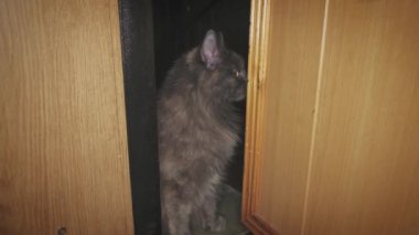 Kedi açık kapıdan sonra oturuyor.