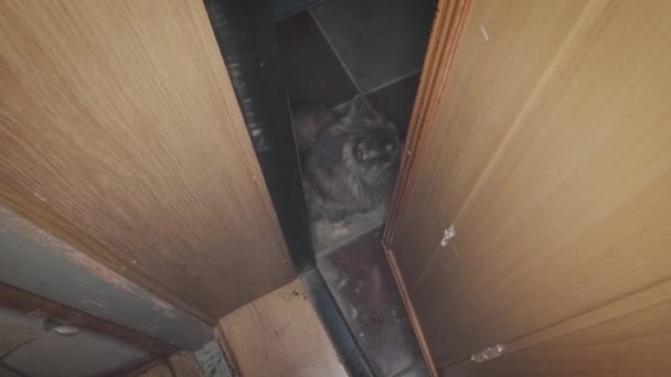 Gri kedi merdiven boşluğunda oturuyor, açık bir kapıdan bakıyor. — Stok video