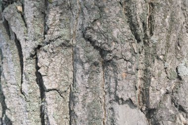 Kabuk dokusu, eski ağaç