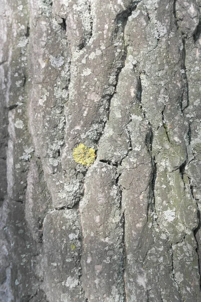 Textura da casca — Fotografia de Stock