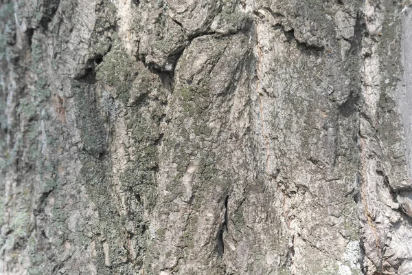 Textúra a kéreg, öreg fa — Stock Fotó