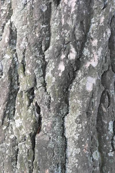 Textura de latido, árvore velha — Fotografia de Stock