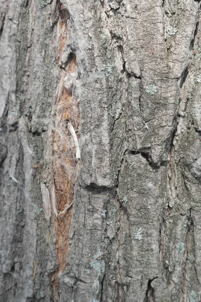 Textura de latido, árvore velha — Fotografia de Stock