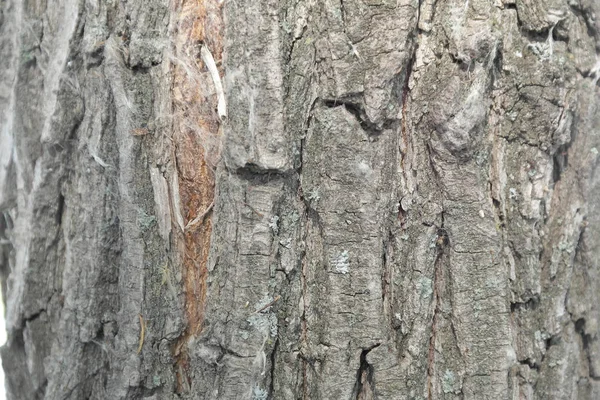 Текстура кори, старе дерево — стокове фото