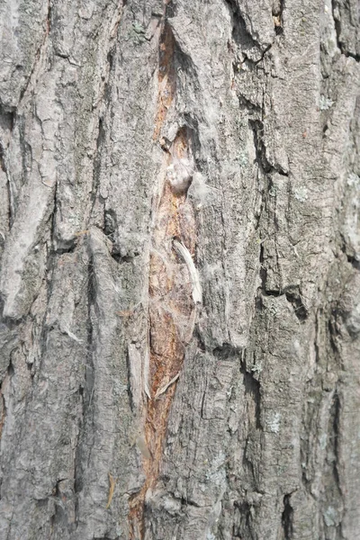 Texture de l'écorce, vieil arbre — Photo