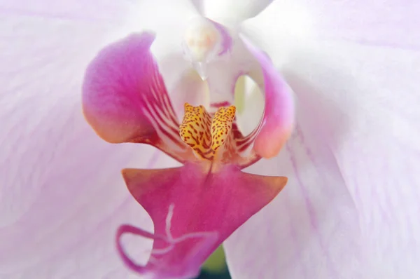 Orchid flower — Stock Photo, Image