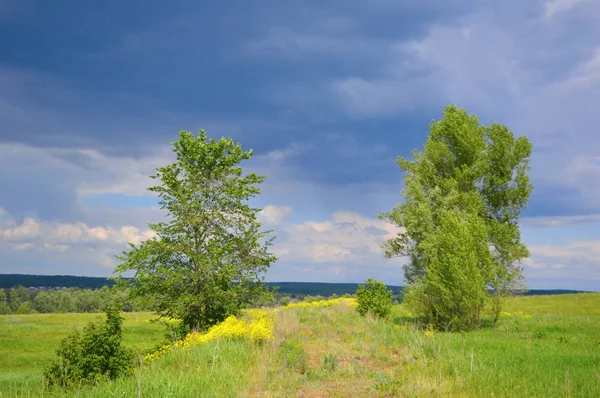 Prachtig zomers landschap — Stockfoto