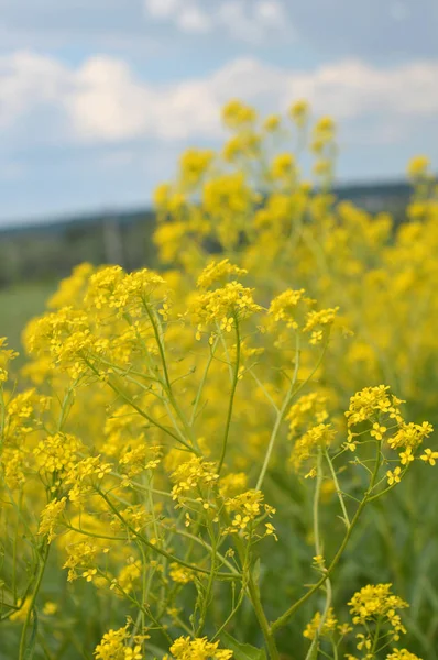 黄色の野の花 — ストック写真