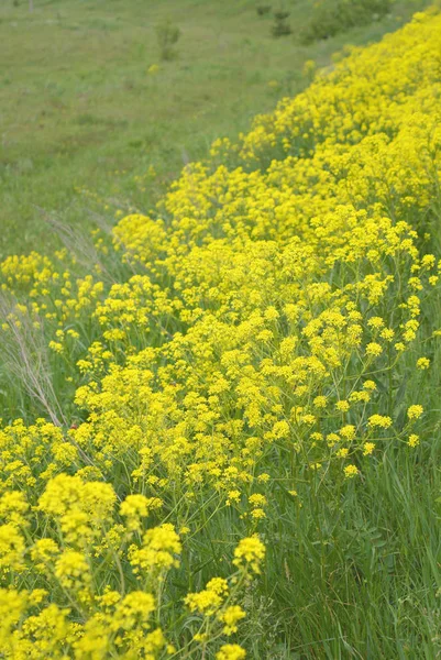 Flores silvestres amarelas no campo — Fotografia de Stock