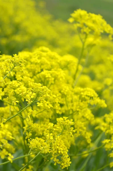 Flores silvestres amarelas no campo — Fotografia de Stock