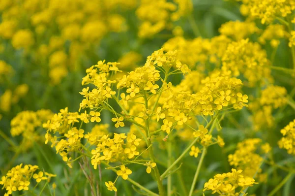 黄色の野の花 — ストック写真