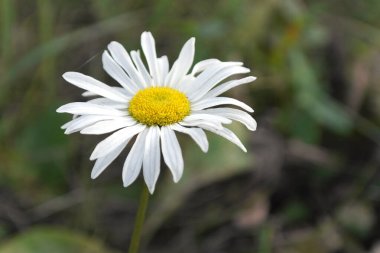 Daisy çiçek makro görünümü