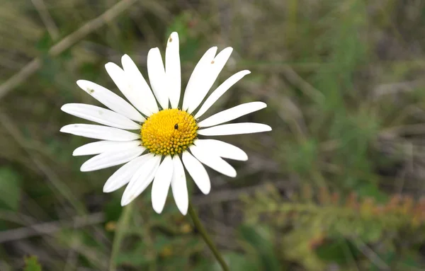 Gänseblümchen-Makro-Ansicht — Stockfoto