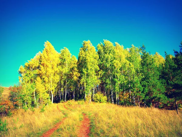 Beau paysage d'automne avec des arbres — Photo