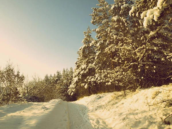 Pines snow covered — Stock Photo, Image