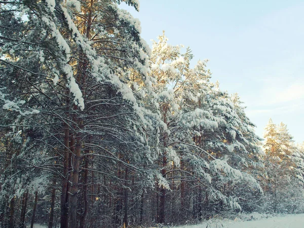 Fenyők hóval borított — Stock Fotó