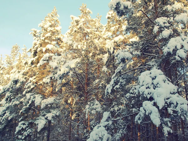 パインズ雪に覆われました。 — ストック写真