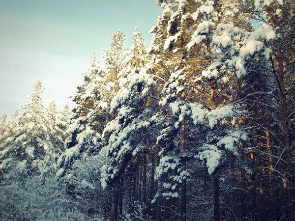 Kiefern schneebedeckt — Stockfoto