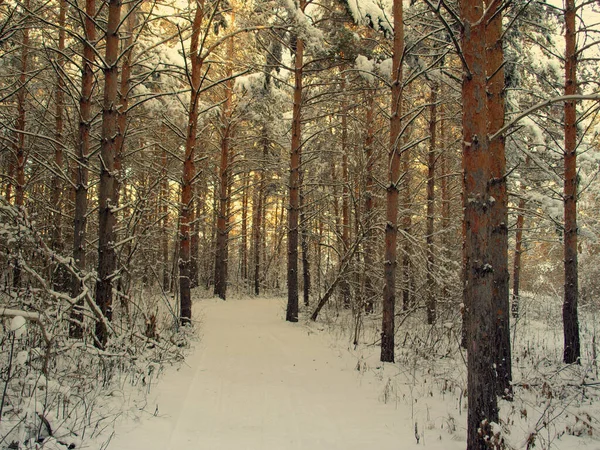 Pines karla kaplı — Stok fotoğraf