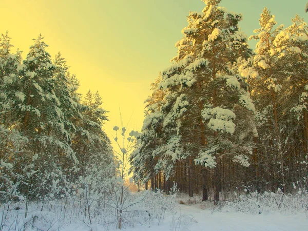 Pines karla kaplı — Stok fotoğraf