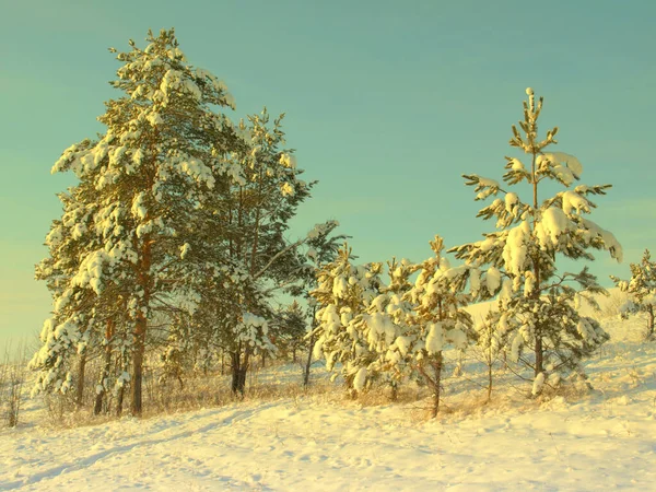 Pinheiros cobertos de neve — Fotografia de Stock