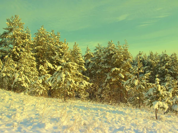 Pinos cubiertos de nieve —  Fotos de Stock