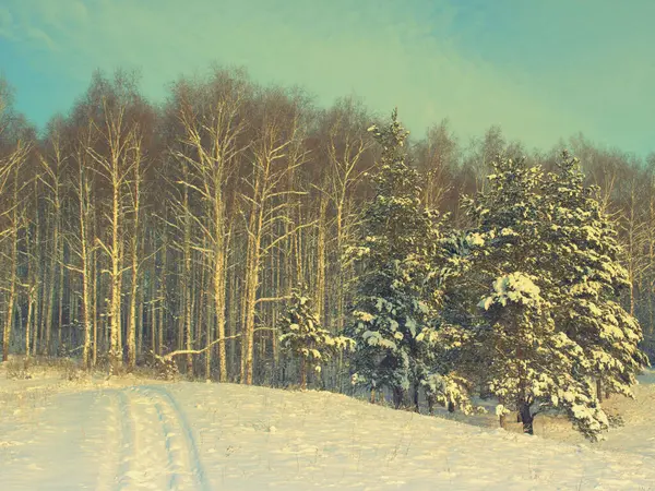 パインズ雪に覆われました。 — ストック写真