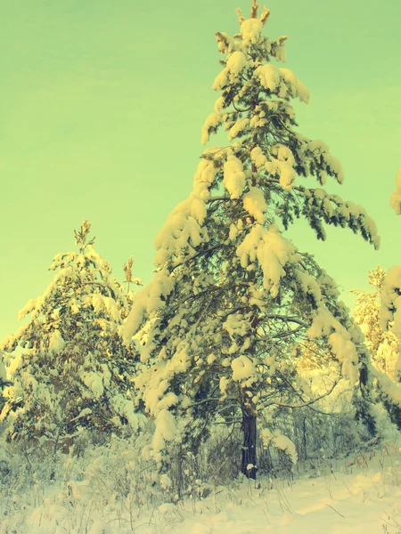 Pines snöklädda — Stockfoto