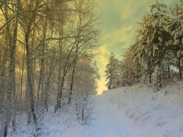 Сосны покрыты снегом — стоковое фото