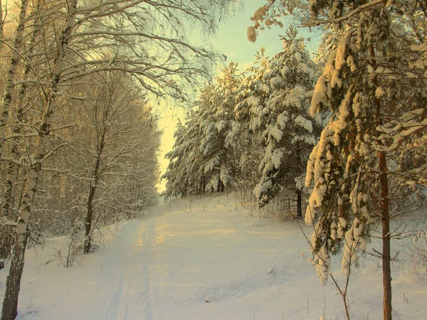 Pines karla kaplı — Stok fotoğraf