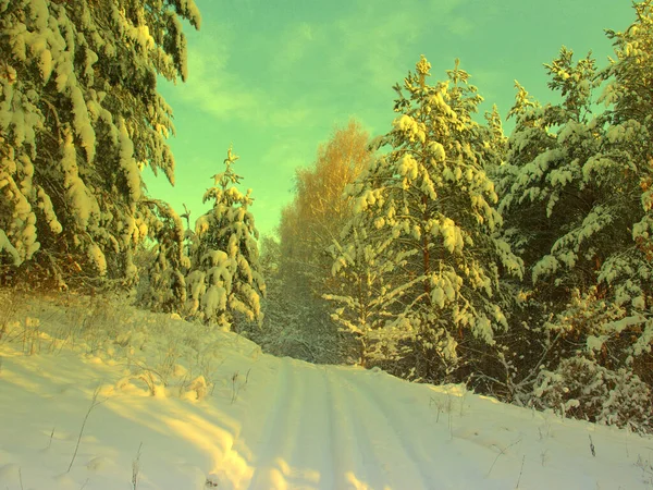 Pinos cubiertos de nieve —  Fotos de Stock