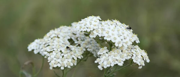 Blühen weiße Blüten — Stockfoto