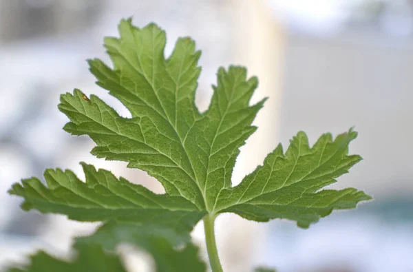 Texture leaf geranium — Stock Photo, Image