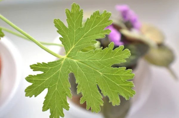 Texture leaf geranium — Stock Photo, Image