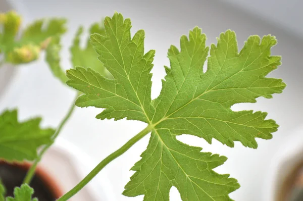 Texture leaf geranium — Stock Photo, Image
