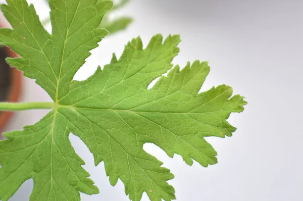 Texture leaf geranium — Stock Photo, Image