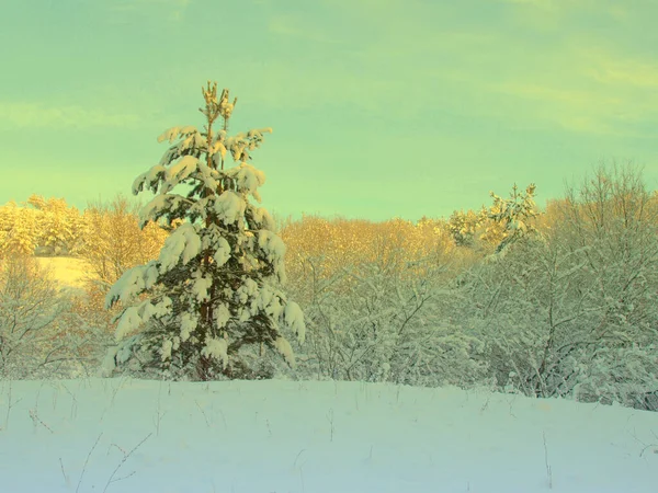 Neve de pinheiro coberta — Fotografia de Stock