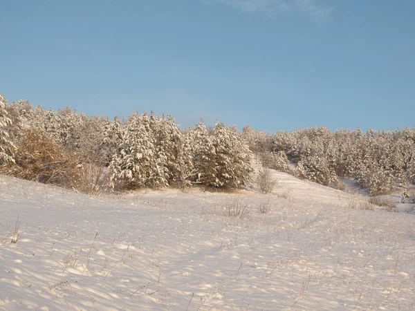 Kiefern schneebedeckt — Stockfoto